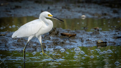 Obraz premium Snowy egret