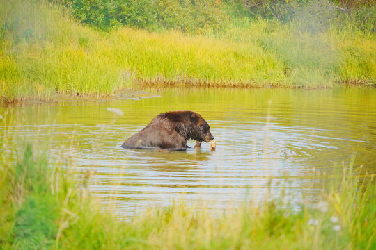 A brown bear (Grizzlies)  is taking shower and playing water in a Alaska pond 