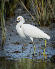 Obraz premium Snowy egret