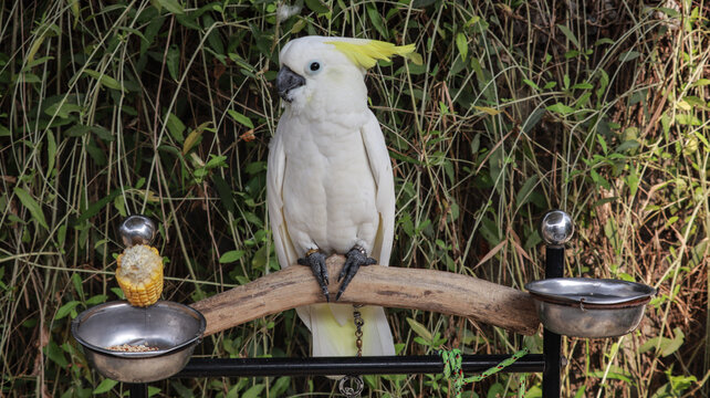 Sulphur-crested Cockatoo perched on a wooden branch with bird food bowls and green foliage background in a natural setting