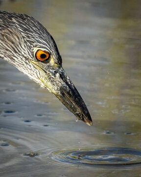 Juvenile yellow crowned night heron