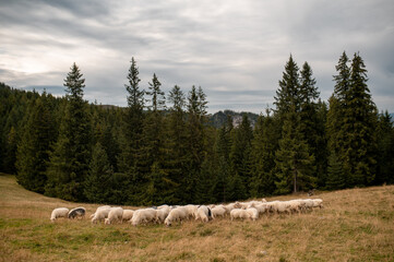 A flock of sheep grazing on the grassy slopes of Rusinowa Polana in the Tatra Mountains, Poland © WellStock