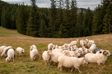 A flock of sheep grazing on the grassy slopes of Rusinowa Polana in the Tatra Mountains of Poland © WellStock