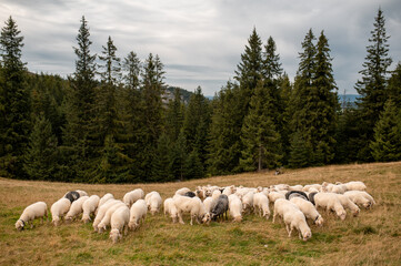 Flock of sheep grazing on a mountain meadow at Rusinowa Polana in the Tatra Mountains of Poland © WellStock