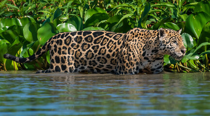 jaguar in the water © Agatha Carr