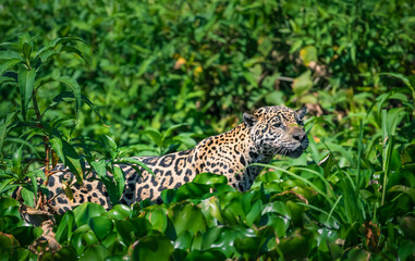 jaguar in the bush © Agatha Carr