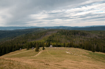 Panoramic view of Rusinowa Polana in the Tatra Mountains with a flock of sheep grazing in Poland © WellStock