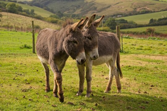 Two friendly donkeys standing together in a lush green pasture on a sunny autumn afternoon a pair of domestic donkeys nuzzle affectionately while grazing in a rural field surrounded by rolling hills 