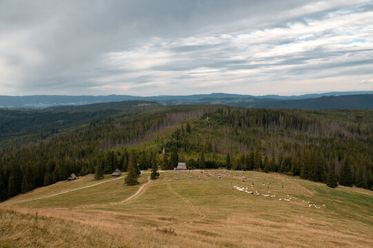 Panoramic view of Rusinowa Polana in the Tatra Mountains with a flock of sheep grazing in Poland