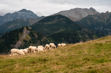 Fototapeta premium A flock of sheep grazing on the grassy slopes of Rusinowa Polana in the Tatra Mountains, Poland
