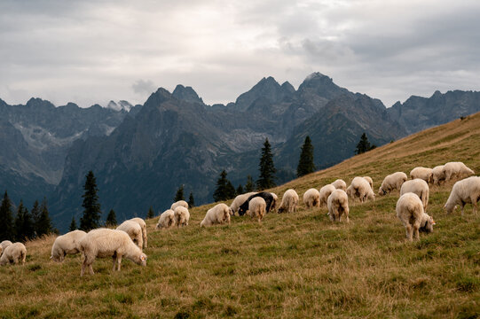 A flock of sheep grazing on the grassy slopes of Rusinowa Polana in the Tatra Mountains of Poland