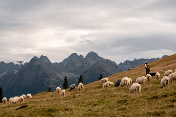 A shepherd tends to a flock of sheep grazing on the slopes of Rusinowa Polana in the Tatra Mountains © WellStock