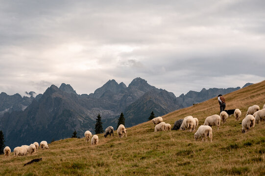 A shepherd tends to a flock of sheep grazing on the slopes of Rusinowa Polana in the Tatra Mountains