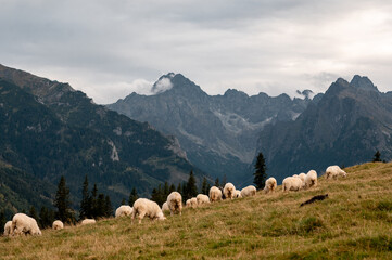 A flock of sheep grazing on the grassy slopes of Rusinowa Polana in the Tatra Mountains of Poland © WellStock