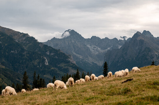 A flock of sheep grazing on the grassy slopes of Rusinowa Polana in the Tatra Mountains of Poland