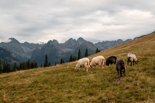 Sheep grazing on a mountain meadow in the Tatra Mountains of Poland under a cloudy autumn sky