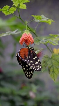 Tropical tiger longwing butterfly feeding and slowly spreading wings on orange flower, macro vertical video
