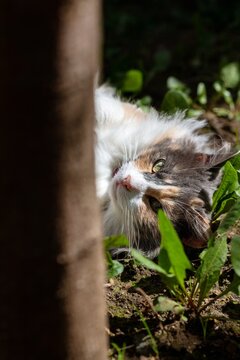 Face of a beautiful cat lying on the grass, basking in the sun
