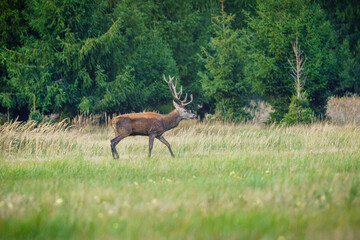 Dostojny jeleń szlachetny (Cervus elaphus) z okazałym porożem kroczący po zielonej polanie na tle lasu. Dzika przyroda Polski w okresie rykowiska, do projektów edukacyjnych i ekologicznych. © Henryk Niestrój