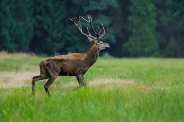 Dostojny jeleń szlachetny (Cervus elaphus) z okazałym porożem kroczący po zielonej polanie na tle lasu. Dzika przyroda Polski w okresie rykowiska, do projektów edukacyjnych i ekologicznych. © Henryk Niestrój
