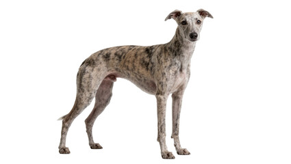 Fototapeta premium Brindle whippet dog standing, isolated on transparent background