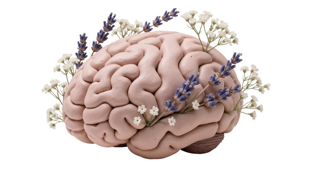 Pink clay brain model adorned with lavender and baby s breath flowers, isolated on transparent background