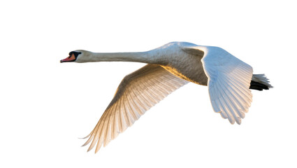 Majestic white swan with orange beak flying, isolated on transparent background © Sean