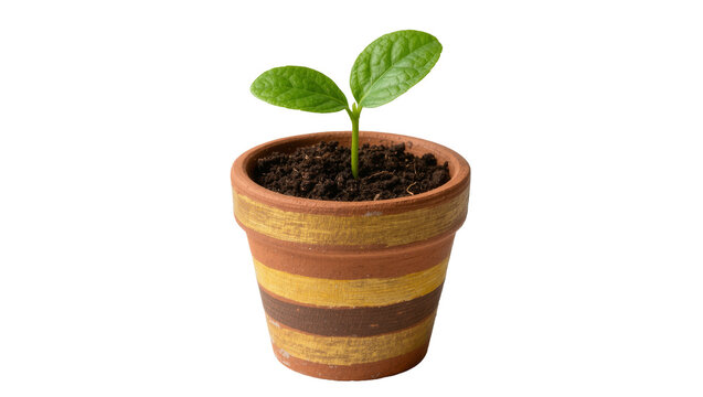 Small green seedling growing in a striped terracotta pot, isolated on transparent background