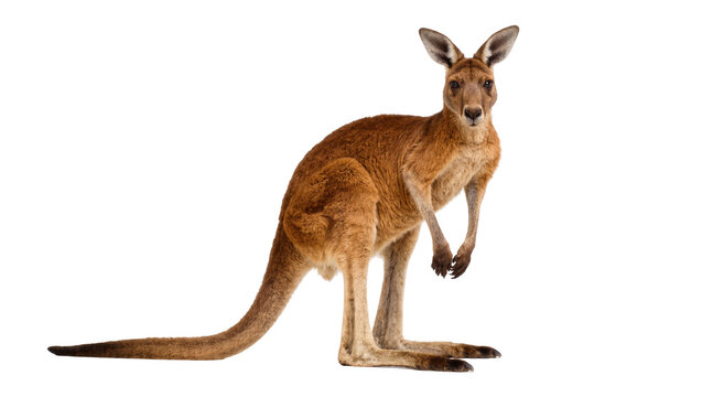 Red kangaroo standing alert, isolated on transparent background