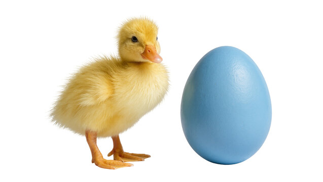 Fluffy yellow duckling standing next to a blue Easter egg, isolated on transparent background