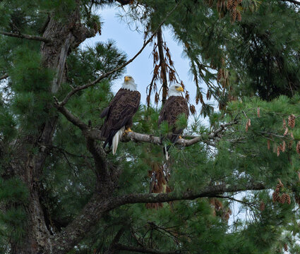 a watchful pair of bald eagles