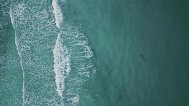 Aerial view of a lone shark gliding through teal shallows