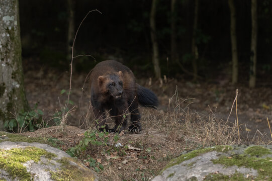 Wolverine (Gulo gulo) observes surroundings in a forest during autumn.