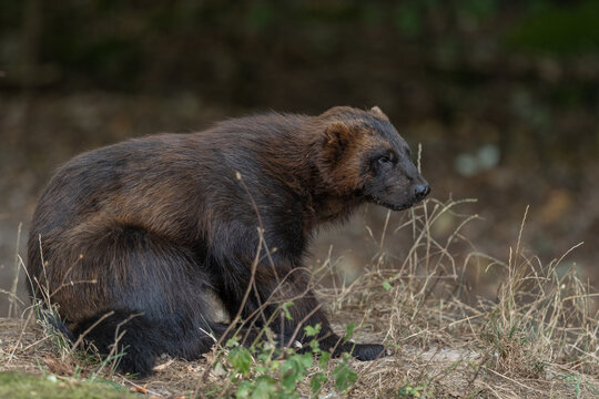 Wolverine (Gulo gulo) observes surroundings in a forest during autumn.