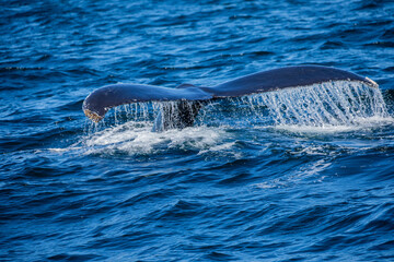 Humpback Whale Raising Its Tail at Stellwagen Bank, Massachusetts © Wayne