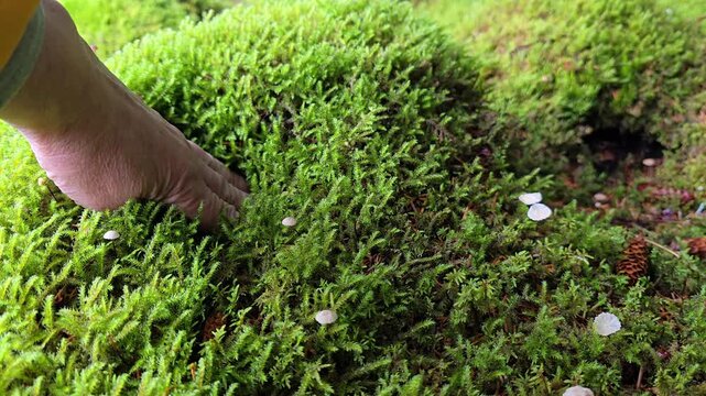  Close up of a human hand slowly pressing deep into a soft, cushiony green moss mound covered with pine cones in a dense forest. Norway, Alver. September