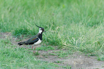 Fototapeta premium Northern lapwing (Vanellus vanellus) standing on the ground in a green field