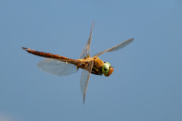 Green-eyed hawker dragonfly (Aeshna isoceles) hovering against blue sky © Tatiana