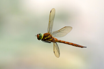 Green-eyed hawker dragonfly (Aeshna isoceles) in flight showing wings and abdomen © Tatiana