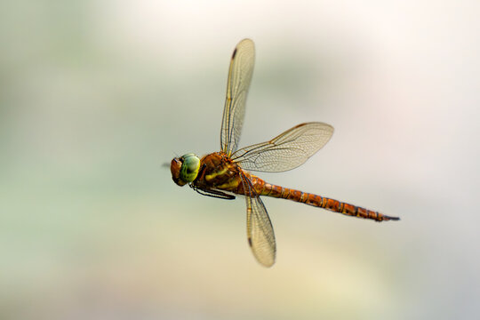 Green-eyed hawker dragonfly (Aeshna isoceles) in flight showing wings and abdomen