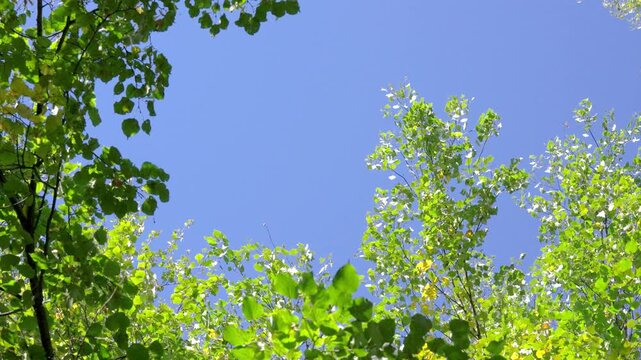 Upward forest canopy with sunlit green leaves gently stirred by breeze against clear blue sky