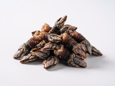 Fresh goose barnacles piled on a white background