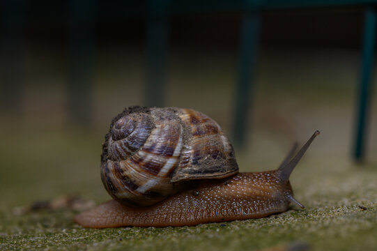A commercial close-up macro photograph of a garden snail with a detailed spiral shell, captured from a low angle as it glides forward with fully extended sensory tentacles over a textured surface.