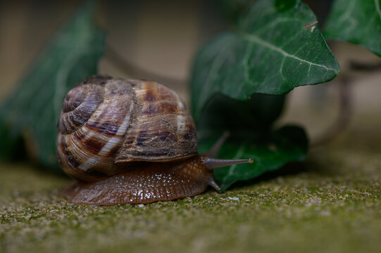 A commercial macro photograph of a garden snail with a textured spiral shell, crawling on a mossy ground near lush green ivy leaves in a natural environment.