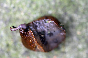 Naked snail eating an earthworm © TwilightArtPictures