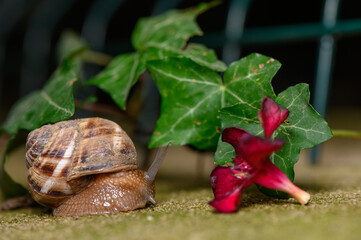 Commercial stock photo of a garden snail near green ivy leaves and a vibrant red flower © Михаил Шорохов