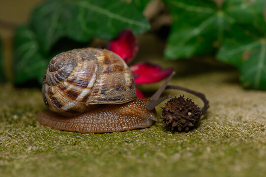 A commercial close-up macro photograph featuring a land snail with a detailed, patterned spiral shell crawling on a textured surface toward a small, spiky dried seed pod, accompanied by a blurred red