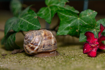 Commercial stock photo of a garden snail under green leaves and a red flower © Михаил Шорохов