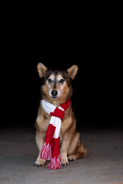 Christmas Dog