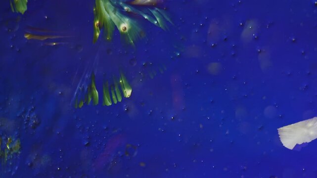 Polarized light microscopy PLM 5x fast motion footage of crystalline fascicular growth where sheaf like needle aggregates expand across blue isotropic solution under fivefold accelerated speedup